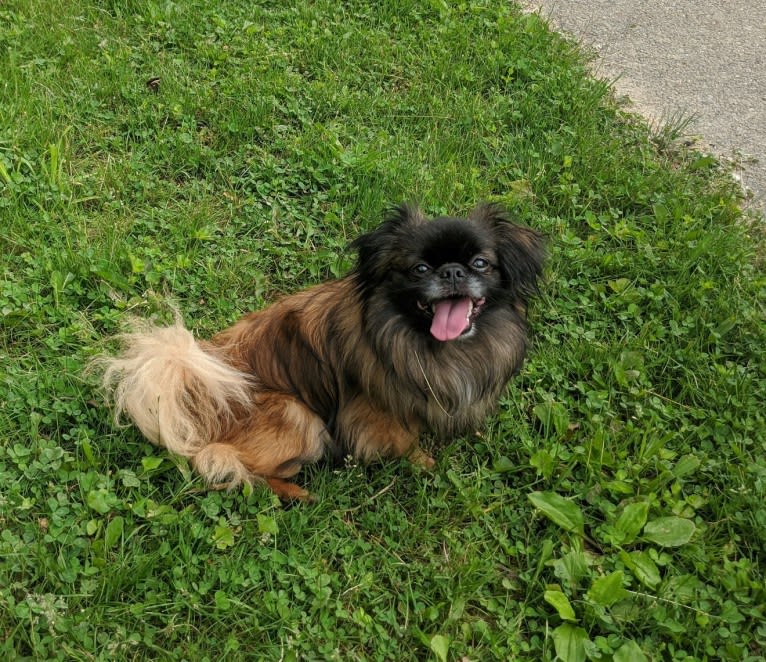 Rango, a Tibetan Spaniel and Papillon mix tested with EmbarkVet.com