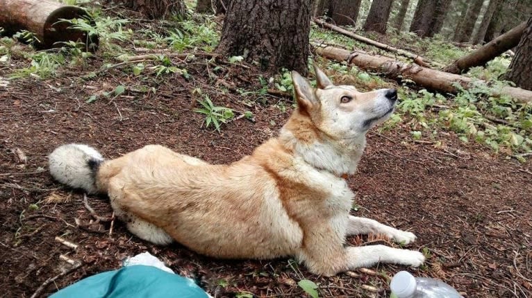 Naida, a West Siberian Laika tested with EmbarkVet.com