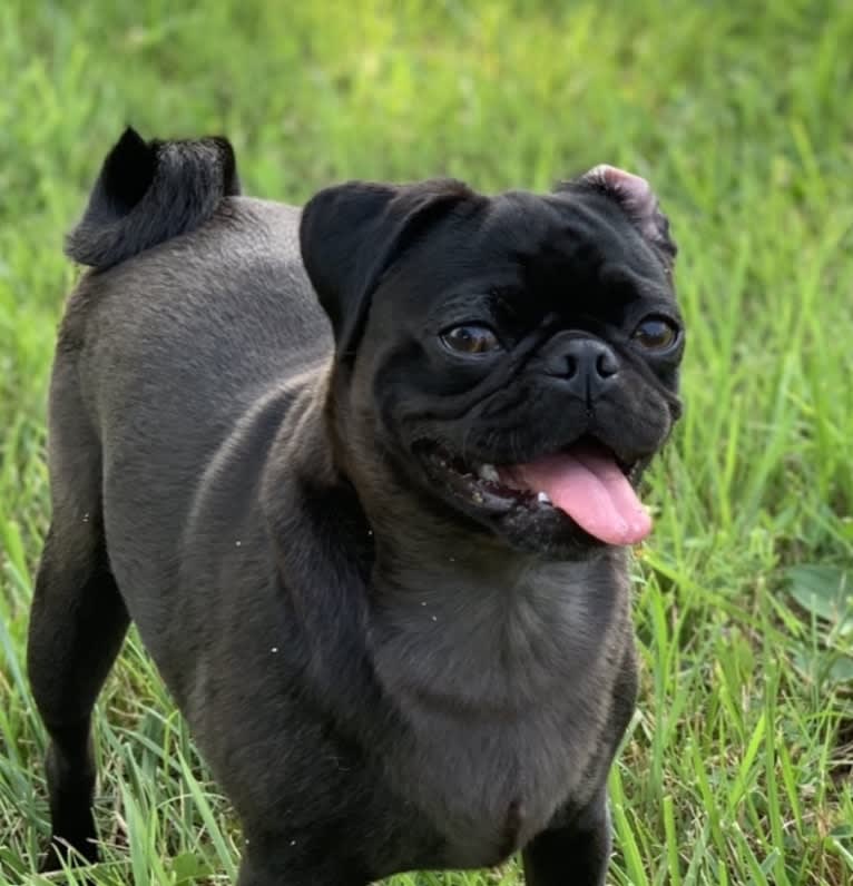 Dipper, a Pug tested with EmbarkVet.com