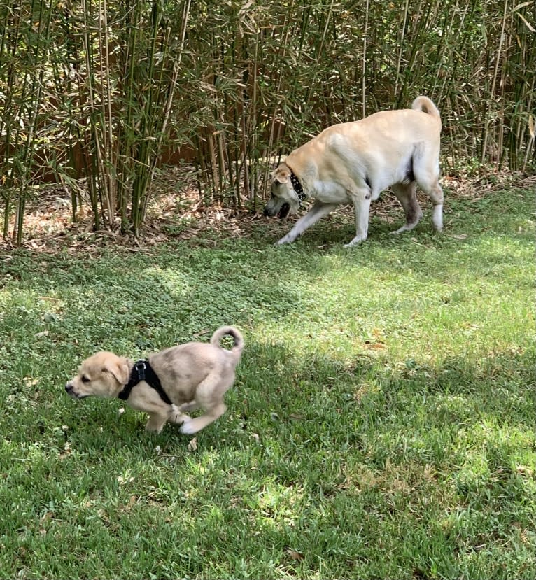 Louise, a Great Pyrenees and American Pit Bull Terrier mix tested with EmbarkVet.com