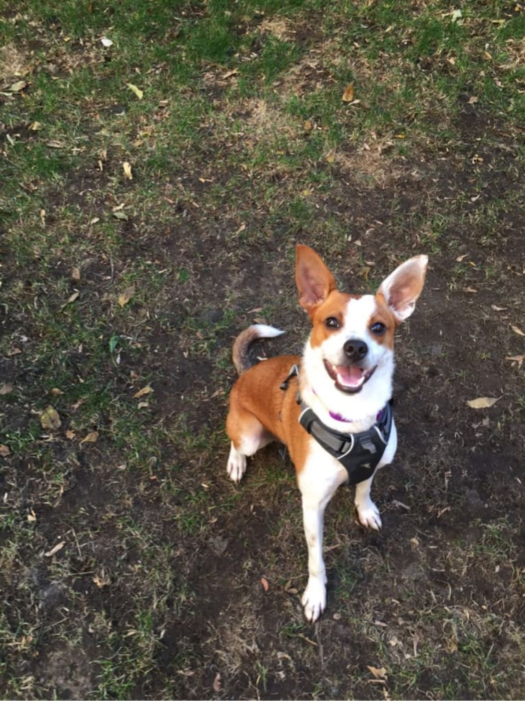 Stanley, a Rat Terrier and American Village Dog mix tested with EmbarkVet.com