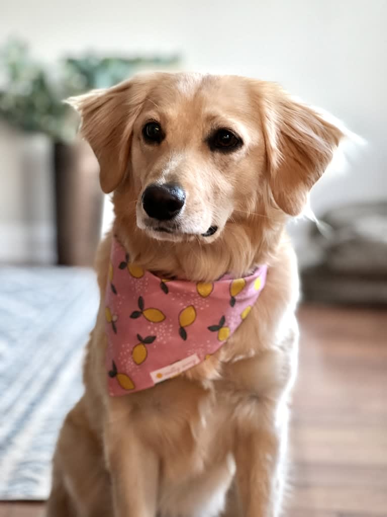 Puff, a Labrador Retriever and Golden Retriever mix tested with EmbarkVet.com