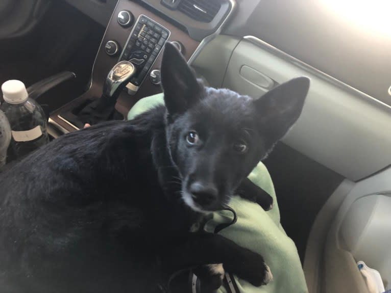 Chesley, a Canaan Dog tested with EmbarkVet.com