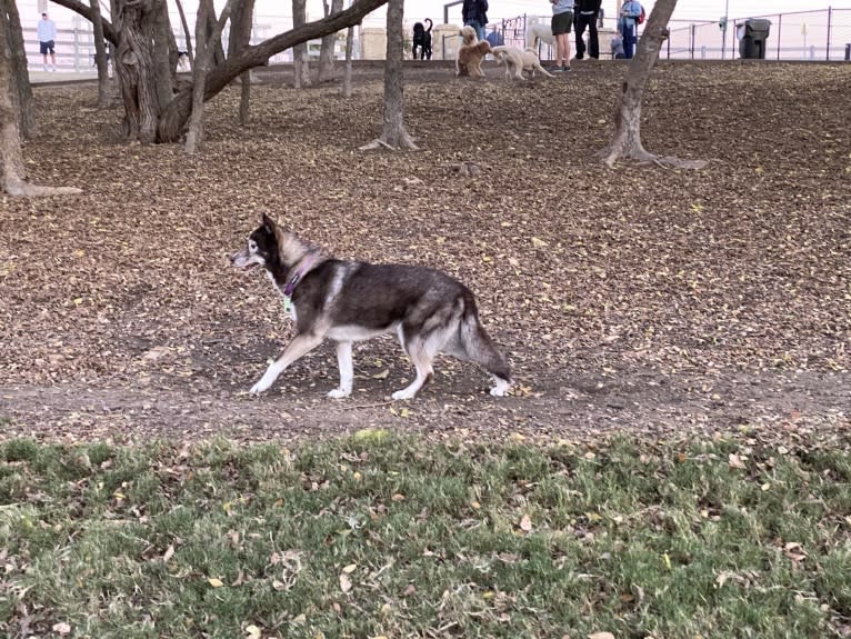 Lucky, a Siberian Husky and Border Collie mix tested with EmbarkVet.com