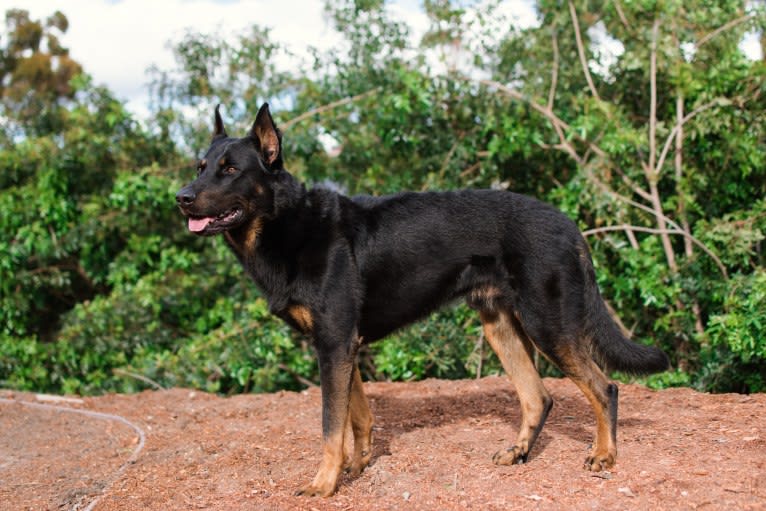 Atreyu, a Beauceron tested with EmbarkVet.com