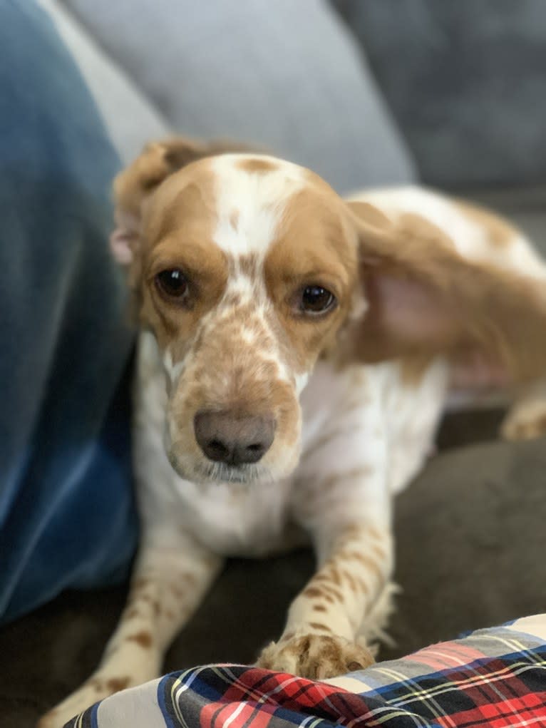 Birdie Mae, a Cocker Spaniel and Beagle mix tested with EmbarkVet.com