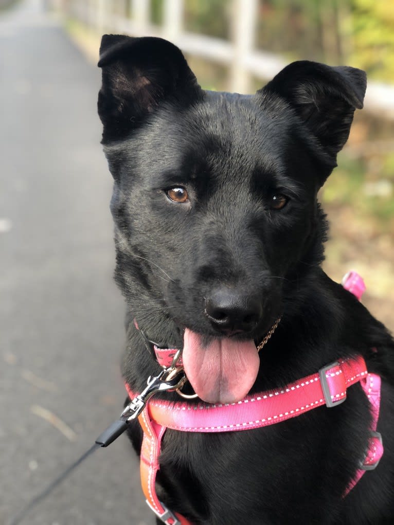 Kona, a Siberian Husky and Chow Chow mix tested with EmbarkVet.com