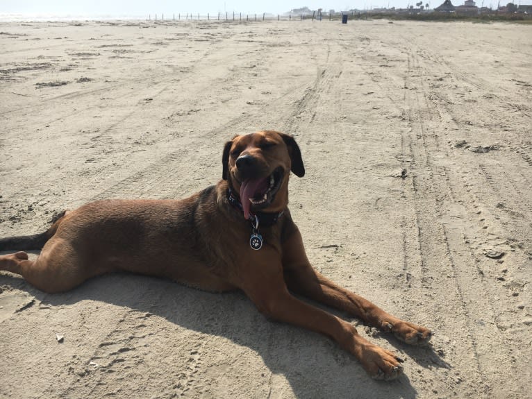 Ginger, a Rottweiler and American Pit Bull Terrier mix tested with EmbarkVet.com