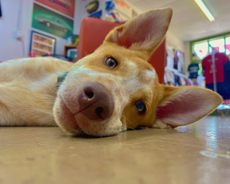 Lou, an Australian Cattle Dog and Australian Shepherd mix tested with EmbarkVet.com