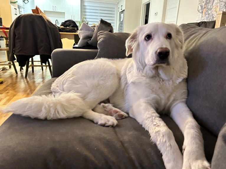 Jetson, a Great Pyrenees (13.4% unresolved) tested with EmbarkVet.com