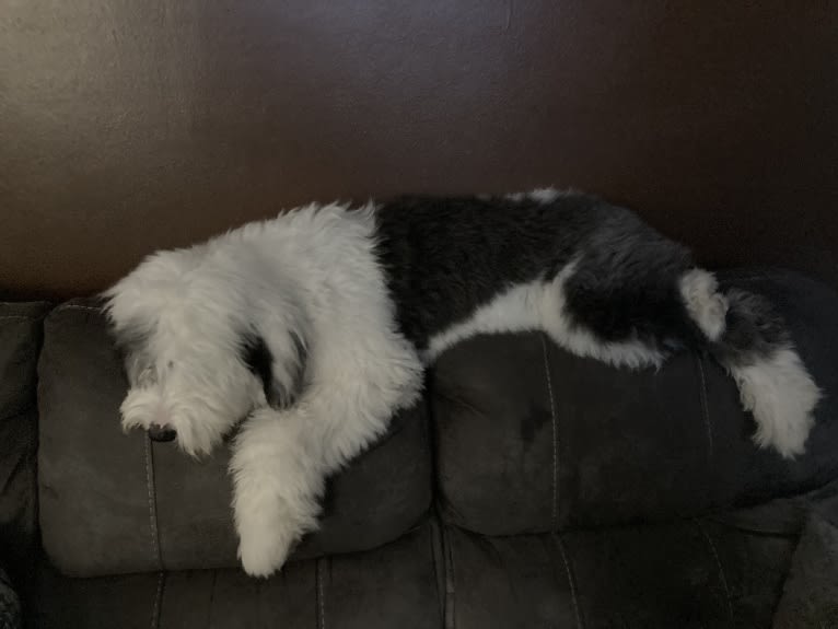 Indy, an Old English Sheepdog tested with EmbarkVet.com