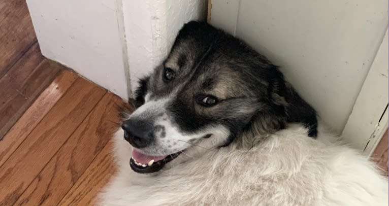 Bodhi, a Great Pyrenees (4.8% unresolved) tested with EmbarkVet.com