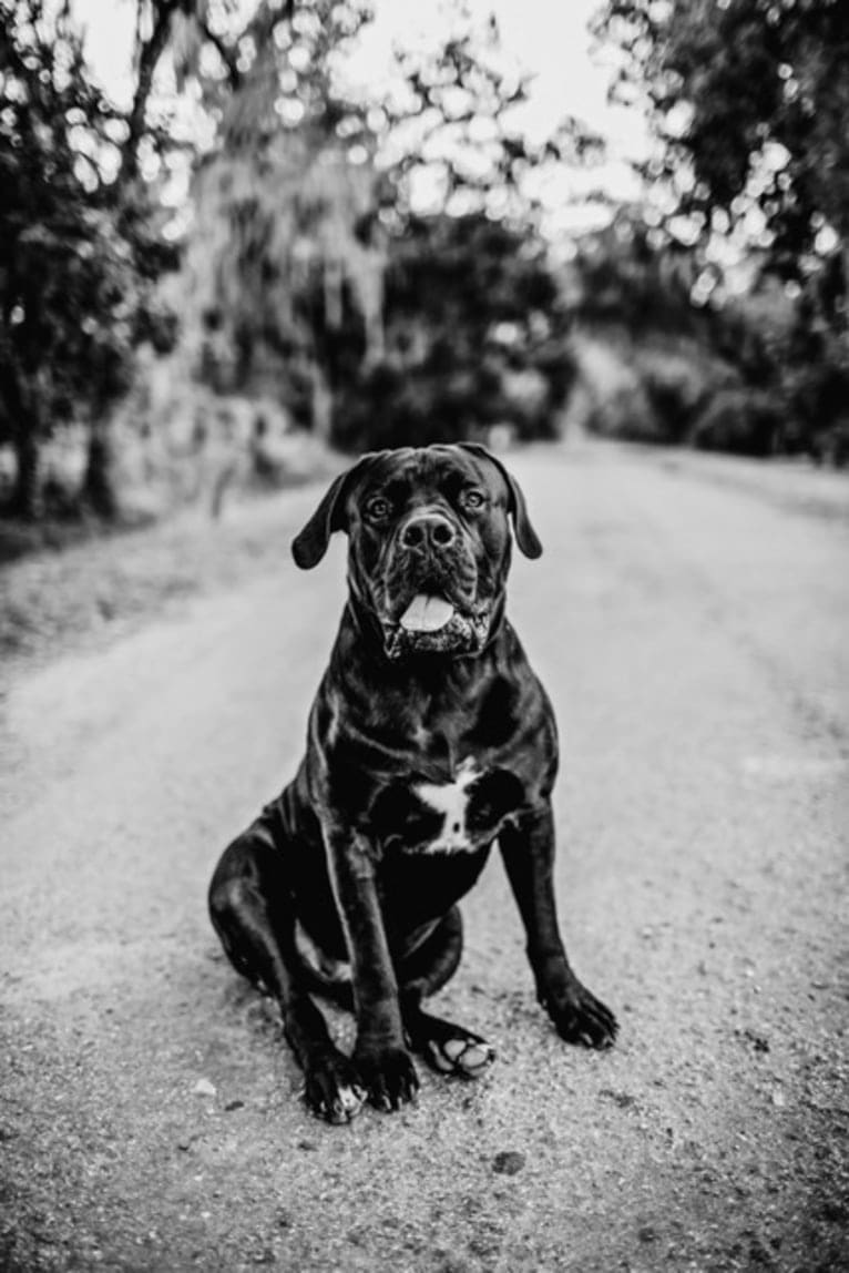 Griffin, a Boerboel tested with EmbarkVet.com
