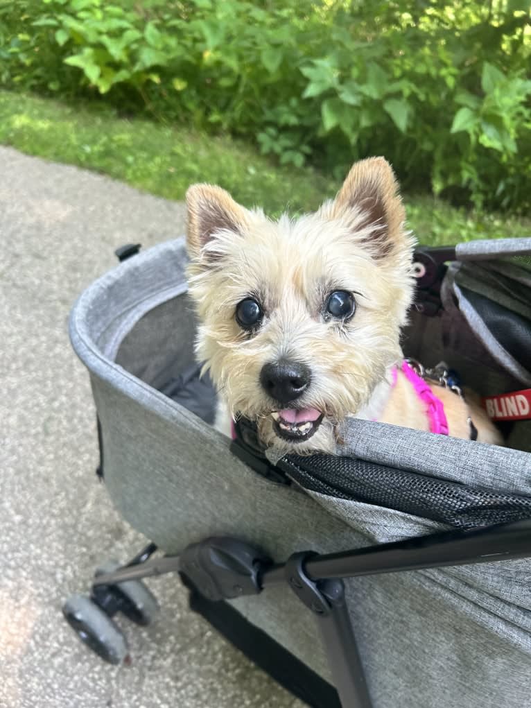 Lola, a Cairn Terrier tested with EmbarkVet.com