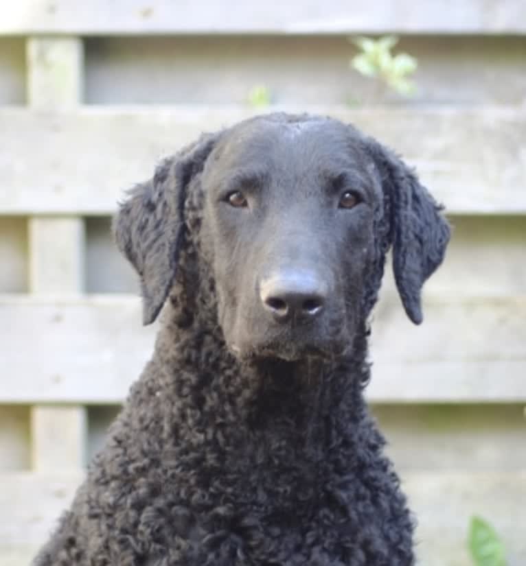 MULOC, a Curly-Coated Retriever tested with EmbarkVet.com