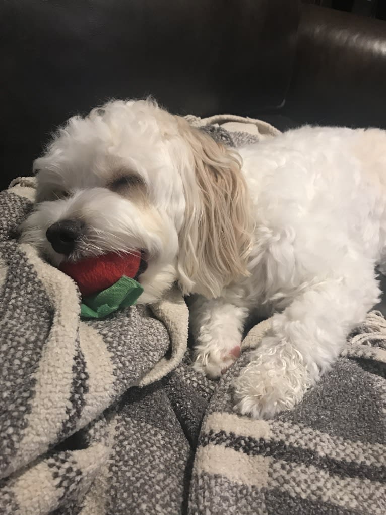 Poppy, a Cavalier King Charles Spaniel and Bichon Frise mix tested with EmbarkVet.com