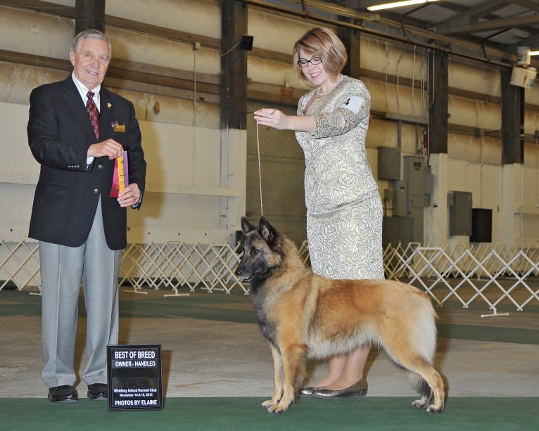 Tuarie, a Belgian Shepherd tested with EmbarkVet.com