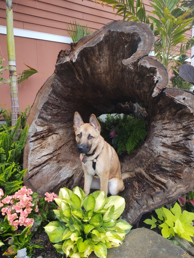 Everhett, a German Shepherd Dog and Australian Cattle Dog mix tested with EmbarkVet.com