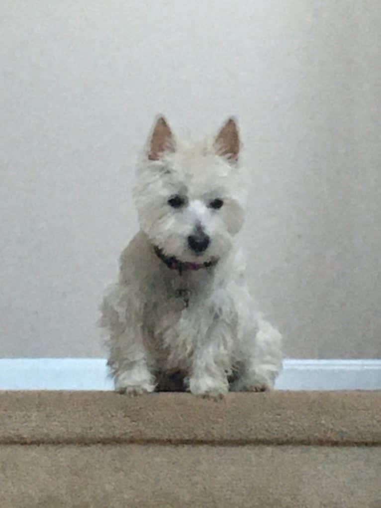 Skye, a West Highland White Terrier tested with EmbarkVet.com