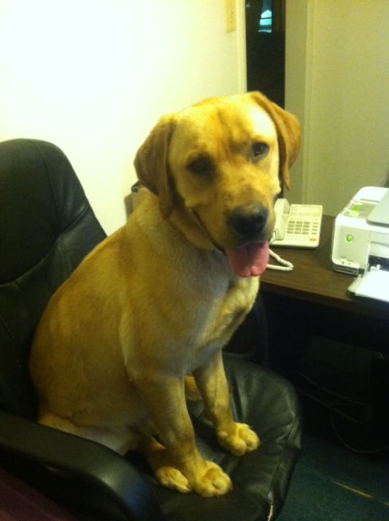 Riley, a Labrador Retriever tested with EmbarkVet.com