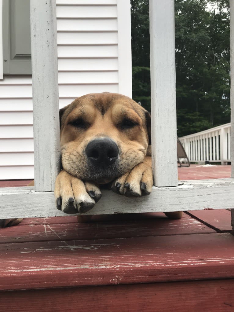 Hutch, a Cane Corso and Labrador Retriever mix tested with EmbarkVet.com