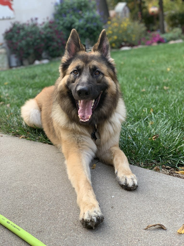 Rhett, a German Shepherd Dog tested with EmbarkVet.com