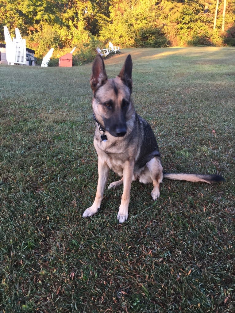 Zelda, a German Shepherd Dog tested with EmbarkVet.com