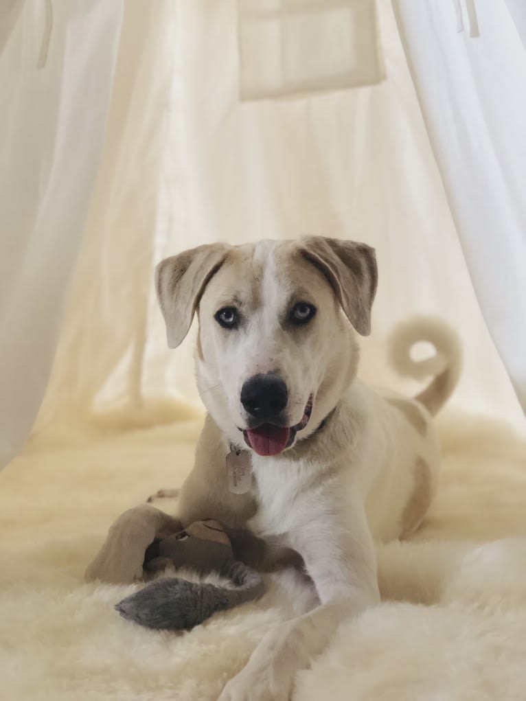 Hank, a Great Pyrenees and Catahoula Leopard Dog mix tested with EmbarkVet.com