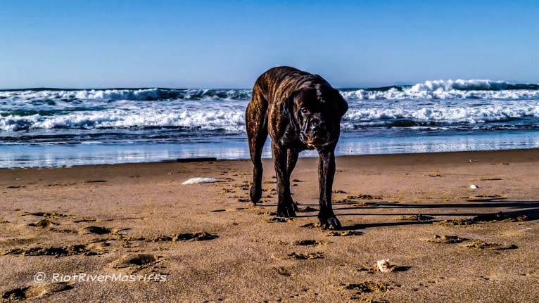 Trigger, a Mastiff and Cane Corso mix tested with EmbarkVet.com