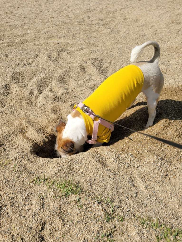 BBORI, a Japanese or Korean Village Dog tested with EmbarkVet.com