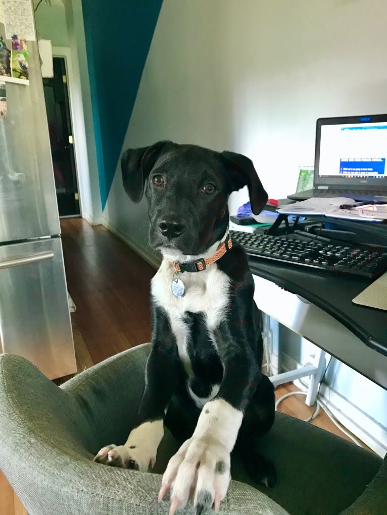 Ralph, an Australian Cattle Dog and American Pit Bull Terrier mix tested with EmbarkVet.com