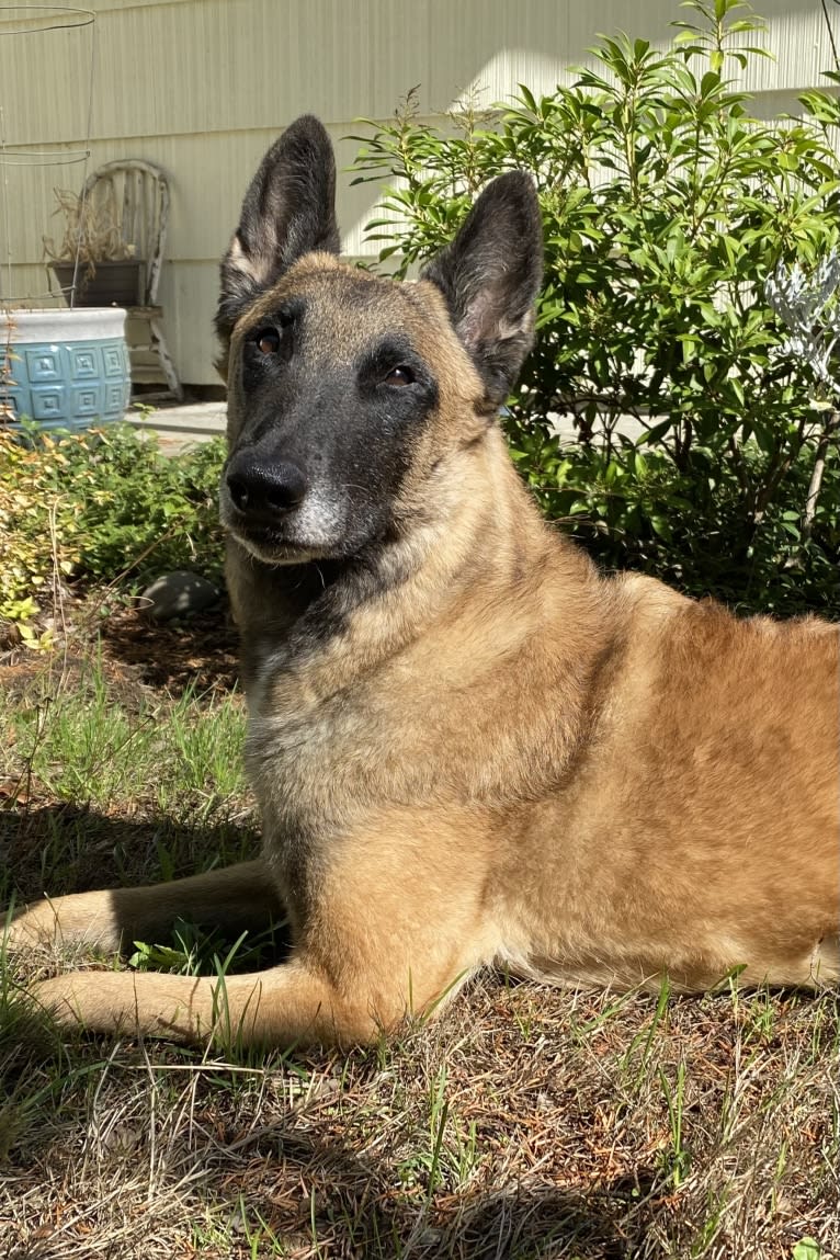 Trinity, a Belgian Shepherd tested with EmbarkVet.com