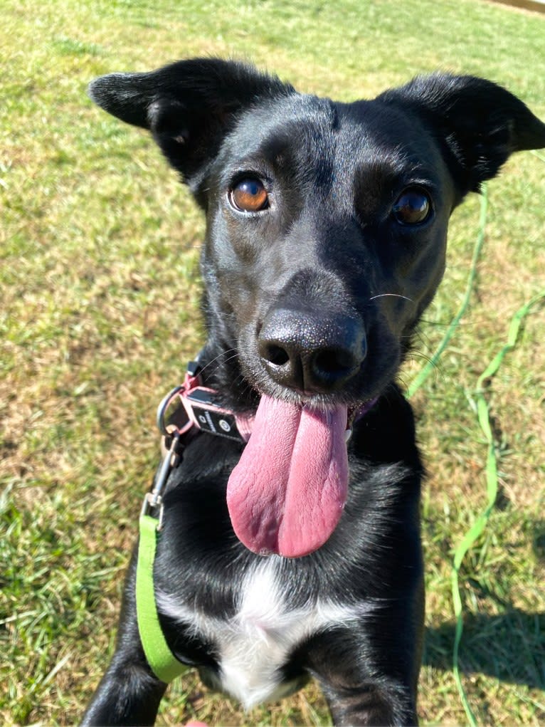 Nala, a Border Collie and American Pit Bull Terrier mix tested with EmbarkVet.com