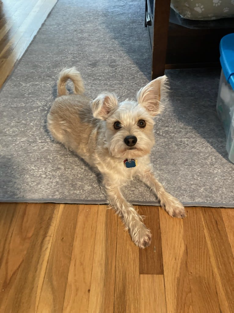 Tater Tot, a Maltese and Miniature Pinscher mix tested with EmbarkVet.com