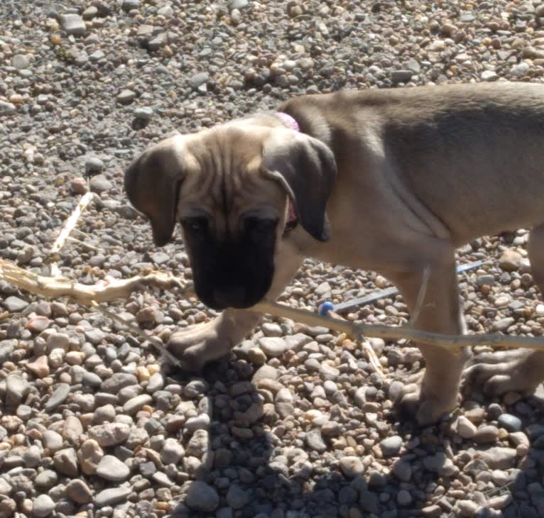 Beloved Corina, a Cane Corso tested with EmbarkVet.com