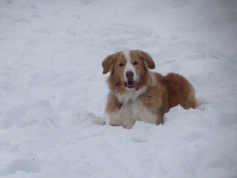 Kinley, a Bernese Mountain Dog and German Shepherd Dog mix tested with EmbarkVet.com