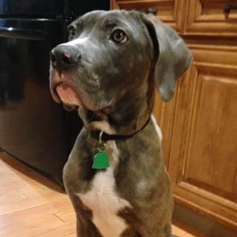 Brody, an American Bulldog and Neapolitan Mastiff mix tested with EmbarkVet.com