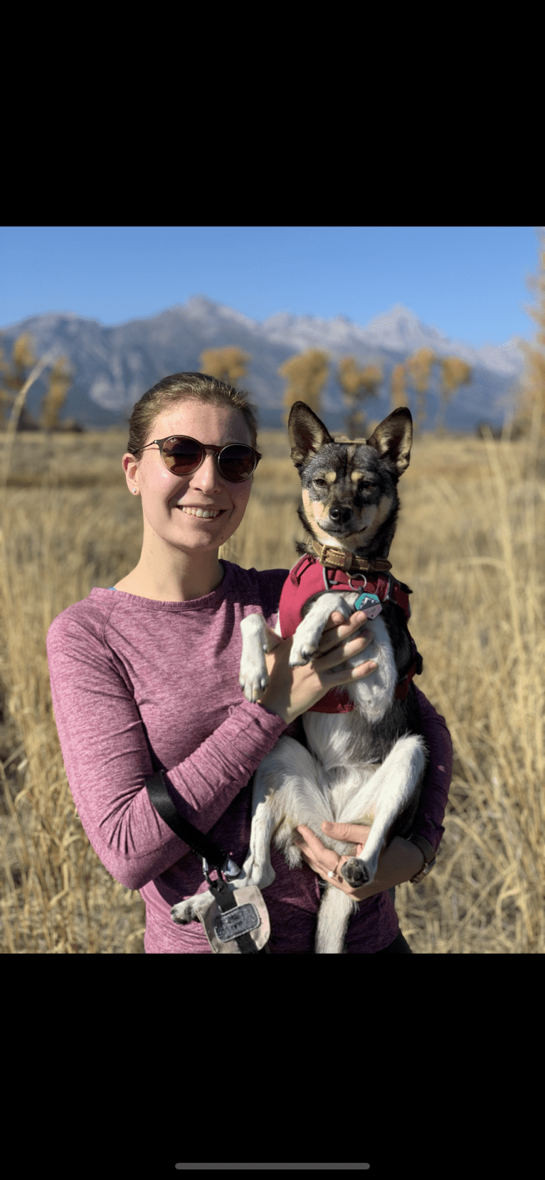 Lullaby, a Chinese Village Dog tested with EmbarkVet.com