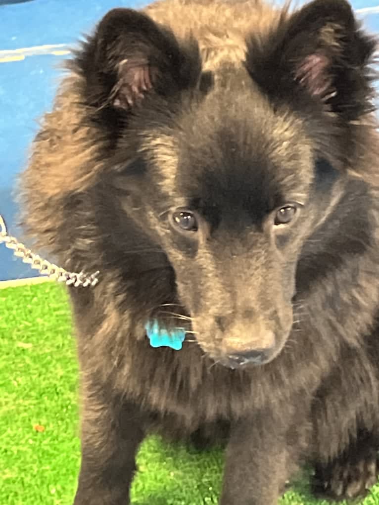 Destiny, a Keeshond and Eurasier mix tested with EmbarkVet.com