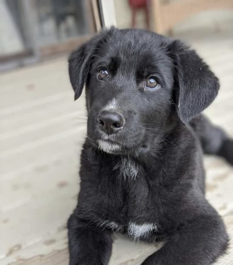 Kodiak, a German Shepherd Dog and Great Pyrenees mix tested with EmbarkVet.com