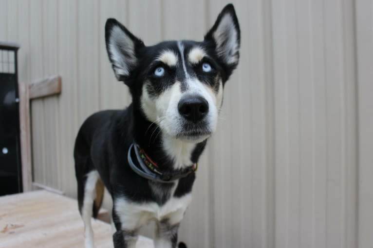 Koani, a Siberian Husky and Beagle mix tested with EmbarkVet.com