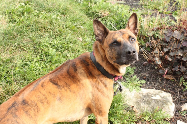 Leo, a Phu Quoc Ridgeback tested with EmbarkVet.com