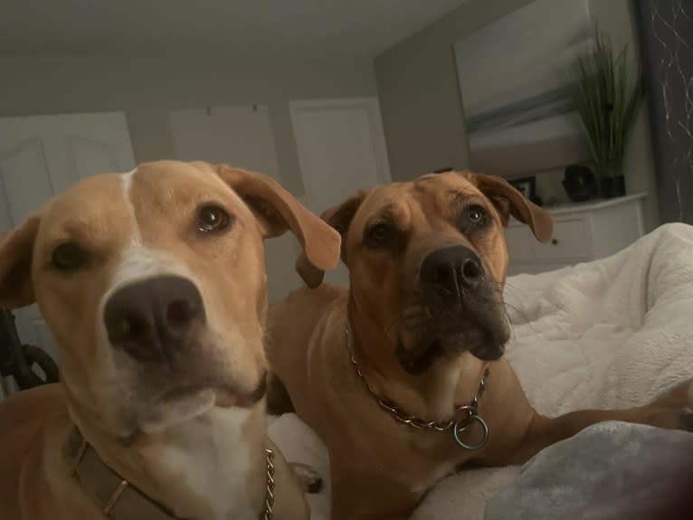 Her name is Sage, an American Bulldog and Labrador Retriever mix tested with EmbarkVet.com