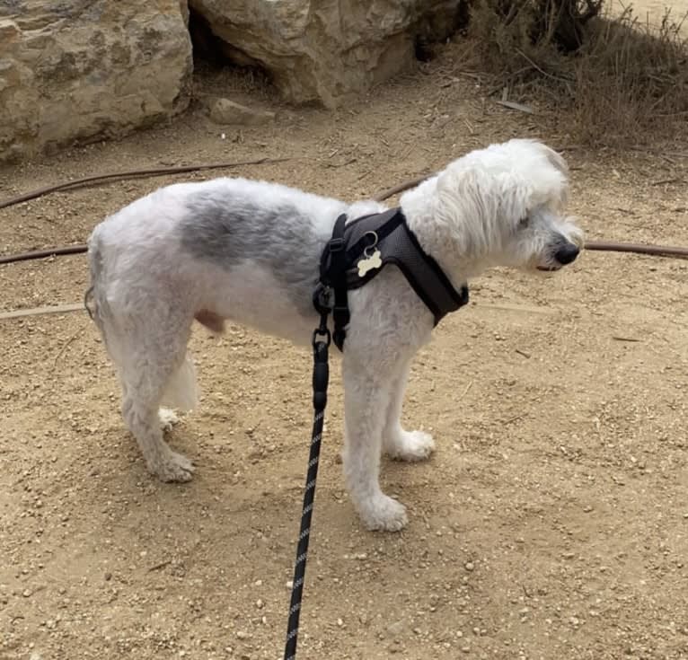 Jack, a Chinese Crested tested with EmbarkVet.com