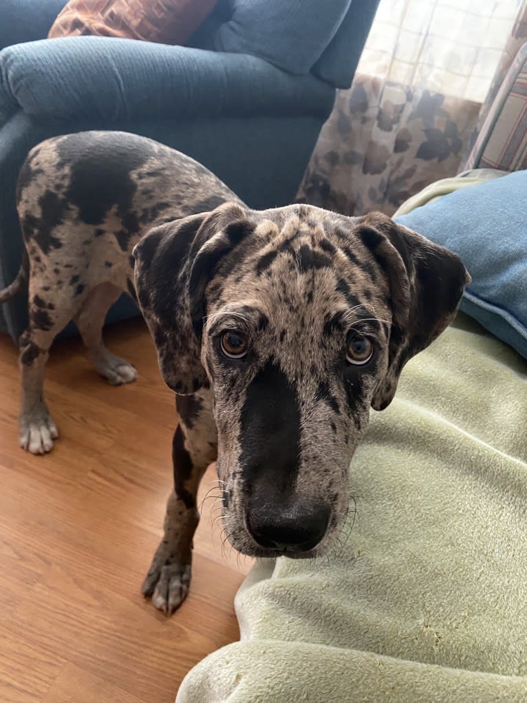 Buddy, an American Pit Bull Terrier and Great Dane mix tested with EmbarkVet.com