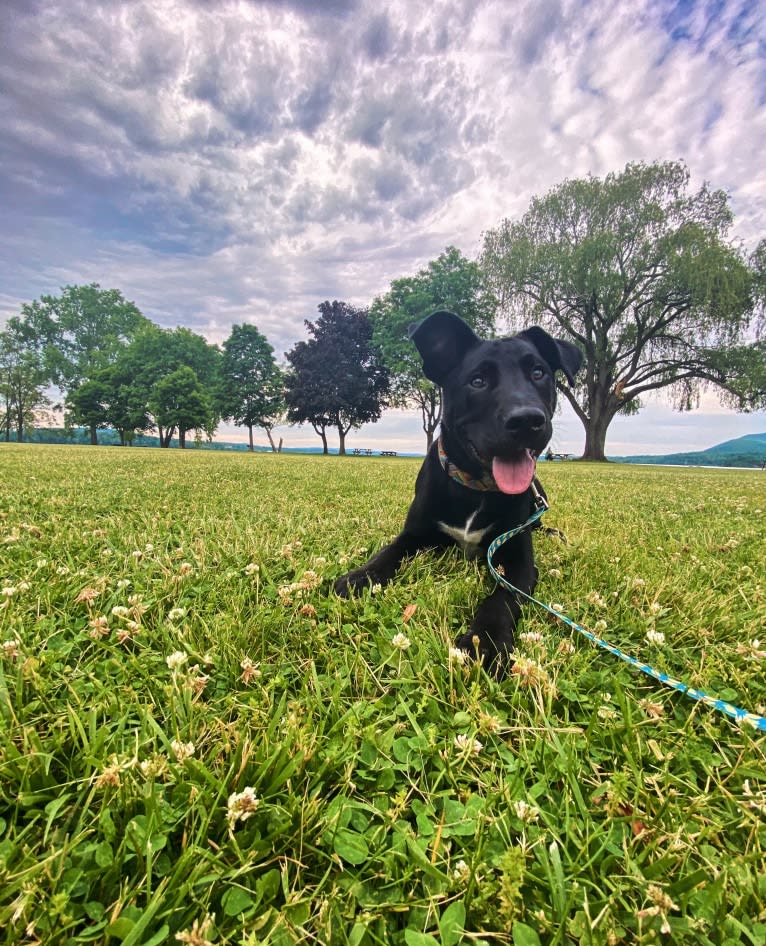 Mooshie, an American Pit Bull Terrier and German Shepherd Dog mix tested with EmbarkVet.com