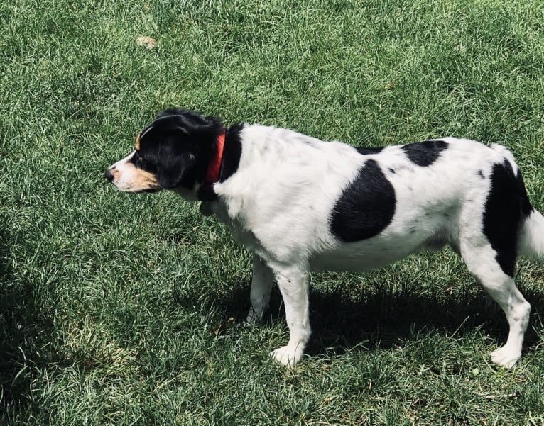 Bailey “BeeBee”, an Australian Shepherd and Labrador Retriever mix tested with EmbarkVet.com