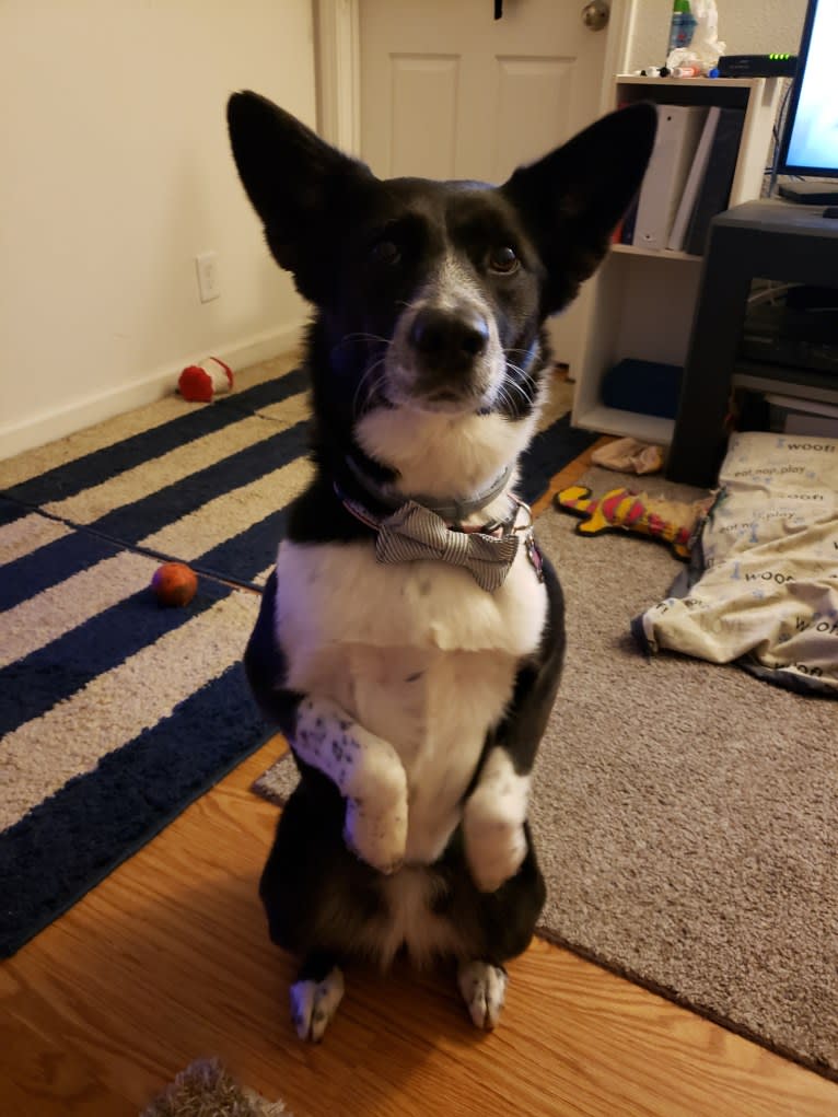 Kaylee, an Australian Cattle Dog and Alaskan Malamute mix tested with EmbarkVet.com