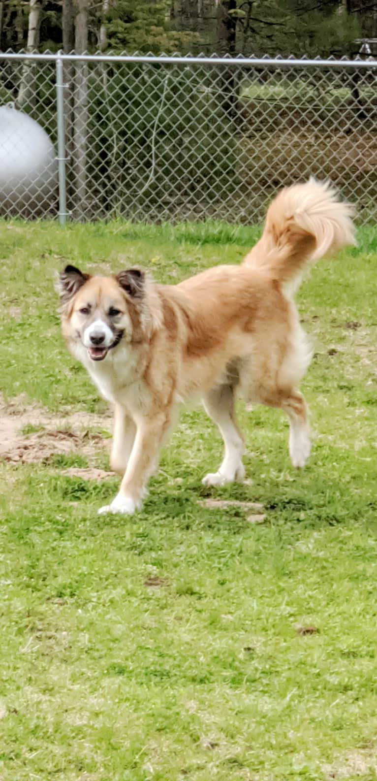 Meiko, an Arabian Village Dog tested with EmbarkVet.com