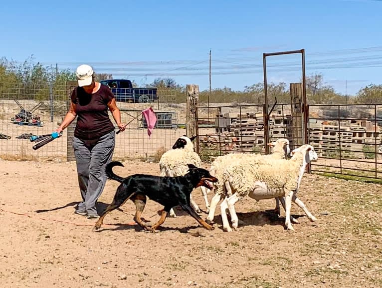 Akuma, a Beauceron tested with EmbarkVet.com